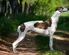 Vrei un câine Ogar drept animal de companie? Află câte bucurii îți poate aduce patrupedul