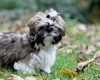Particularitățile unui câine Shih Tzu. Un companion elegant și plin de personalitate