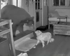 Câinele erou care a înfruntat un urs sălbatic în timp ce stăpâna dormea