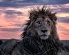 Cât trăiește un leu? Lucruri mai puțin știute despre „regele junglei”