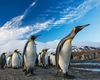 Cât trăiește un pinguin? Iată durata de viață incredibilă pe care o poate avea și factorii care o influențează