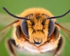Câți ochi are o albină? Iată ce anatomie fascinantă are și cum funcționează