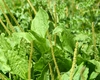 Compresele cu frunze de pătlagină – Iată un remediu natural pentru piele și inflamații