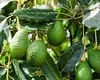  Ce este copacul de avocado? Cum poți să cultivi propriul copac de avocado la tine în apartament.