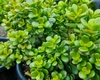Planta magică pe care trebuie să o ai în casă! Atrage liniștea, banii și iubirea. Puțini știu secretul ei uluitor
