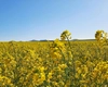 Rapiță pe 11.900 de hectare în județul Iași. S-a redus suprafața cu 1.600 de ha în ultimul an