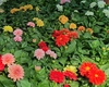 Floarea gherghină aduce culoare în grădina ta. Cum să o îngrijești corect
