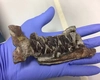 Dinozaurii se luptau cu cancerul acum 70 de milioane de ani! Adevărul incredibil scos la iveală de o fosilă din România