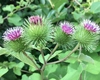 Frunza de brusture pentru genunchi – Iată ce beneficii incredibile are acest remediu natural pentru durerile articulare