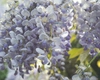 Glicina, planta elegantă cu miros extraordinar. Ghid complet de plantare și îngrijire