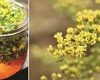 Ce beneficii are ceaiul de sânziene? Iată cum poți prepara cea mai aromată băutură!