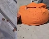 Plajele de pe litoral, invadate de gărgărițe! Turiștii s-au refugiat în apă sau în camerele de hotel