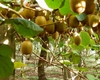 Te-ai întrebat vreodată din ce plantă rodește kiwi? Iată tot ce trebuie să știi!
