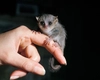Cum arată lemurul-șoarece? O specie de primată recent descoperită
