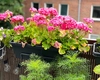 Top șapte plante de balcon care iubesc soarele
