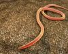 Ce sunt nematodele? Iată care sunt semnele atacului asupra agriculturii!