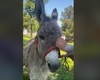 Pablito, măgărușul cu suflet de Ardeal este noua mascotă de la Facultatea de Medicină Veterinară din Iași