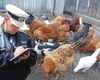 Câte păsări ai voie să creşti la curte. Distanța la care trebuie ţinute față de vecini
