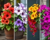 Petunii curgătoare – flori spectaculoase pentru grădini și balcoane!