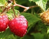 Cât costă un kilogram de zmeură în 2025? Producătorii din Iași estimează producție mare și fructe aromate