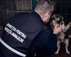 Caz șocant la Pașcani! Un câine a murit, după ce a fost aruncat de la etaj de un tânăr