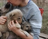 Ce obligații legale au românii care adoptă animale de pe stradă! Puțini știu de această regulă!
