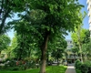 Interzis pentru românii care au copaci în fața blocului! Sancțiuni drastice pentru locatarii care nu respectă regula