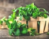 Cum poți să îți iei doza de sănătate din plante. Leacuri naturale pentru organism