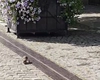 Șobolanii au invadat centrul Iașului! Rozătoarele circulă nestingherite pe bulevardul Ștefan cel Mare