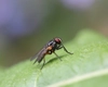 Soluție de muște pentru exterior – Iată cum poți alege cea mai bună variantă și scăpa eficient de aceste insecte vara