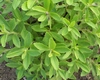 Ștevia rebaudiana – Iată ce trebuie să știi despre această plantă dulce fără calorii