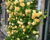 Trandafiri curgători – Iată de ce sunt alegerea ideală pentru un decor floral de poveste!