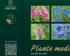 UMF Iași organizează Școala de vară “Plante medicinale” pentru studenții din anul I ai Facultății de Farmacie