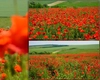Acesta ar putea fi cel mai instagramabil loc din Iași. A apărut după 5 ani de așteptare