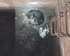 Intervenție pentru salvarea unui câine căzut într-un bazin în municipiul Pașcani