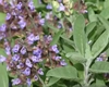 Body Line – Cum poate salvia ajuta la curățarea colonului și eliminarea toxinelor