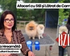 Apariție surprinzătoare în studioul BZI LIVE! Anca Hreamătă vine însoțită campionii Mati și Ily, pentru a discuta despre concursurile canine la care obțin premii importante