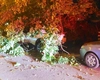 Un copac s-a prăbușit peste un autoturism în municipiul Iași. Pompierii intervin la fața locului