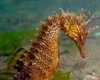 Căluț de mare – Iată cât de simpatică este această creatură marină!