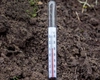 Când se plantează roșiile în solarul neîncălzit? Iată ce trebuie să știi pentru o recoltă bogată și sănătoasă