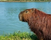 Cât trăiește o capibara? Iată cum arată cel mai mare rozător din lume!
