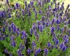 Ce boli vindecă isopul?  Iată ce trebuie să știi despre această plantă cu puteri incredibile pentru sănătate