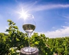 Care sunt cele mai bune soiuri de struguri pentru vin? Iată tot ce trebuie să știi