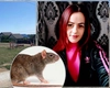 Panică într-o familie din Iași, după ce un băiețel de 5 ani a fost mușcat de un șobolan! Micuțul se juca în parc, când a fost atacat de rozătoare: „A fost internat la spital”