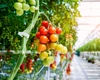 Cu ce se stropesc roșiile în solar? Iată ce trebuie să faci pentru o recoltă sănătoasă