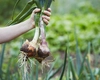 Ce erbicid natural trebuie să folosești în cultura de ceapă și usturoi. Iată ce soluții naturale există!