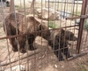 Grădină zoologică ilegală, descoperită în Dâmbovița! Lei, tigri, urși și maimuțe, captive în curtea unui localnic. Proprietarul cerea bani pentru vizite și fotografii