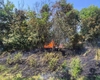 Incendiu de vegetație în Grădina Botanică din Iași. Pompierii au intervenit de urgență