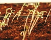 Alege gustul autentic al verii: Comandă semințe de tomate și transformă-ți grădina într-un paradis roșu