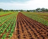 Vești bune pentru fermieri! Vor fi lansate măsurile mult așteptate pentru investițiile din domeniul agricol